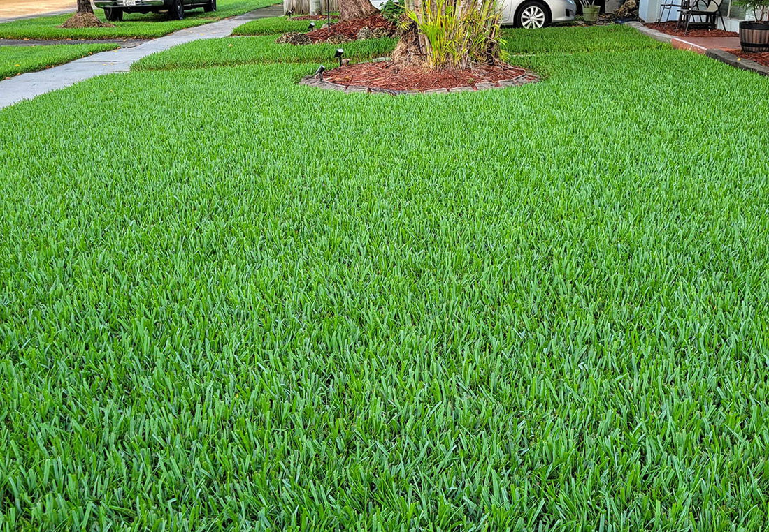 Photograph of a well manicured Saint Augustine lawn