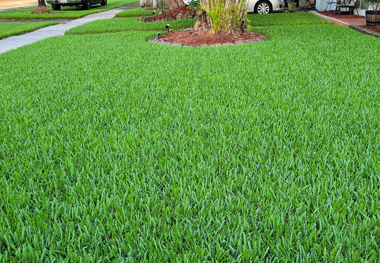 Photograph of a well manicured Saint Augustine lawn