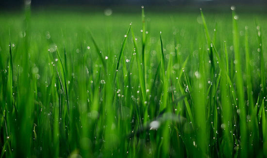 Dark green grass wiith dew drops