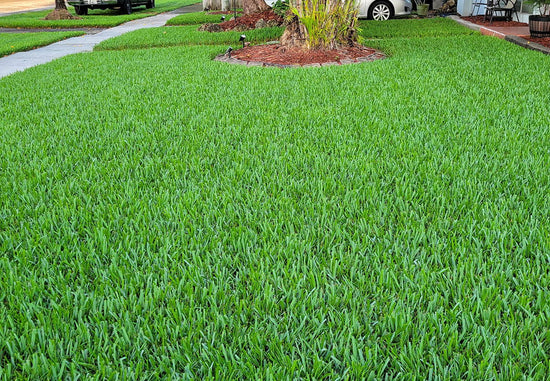 Our Top Tips for Thriving Florida Lawns in Spring