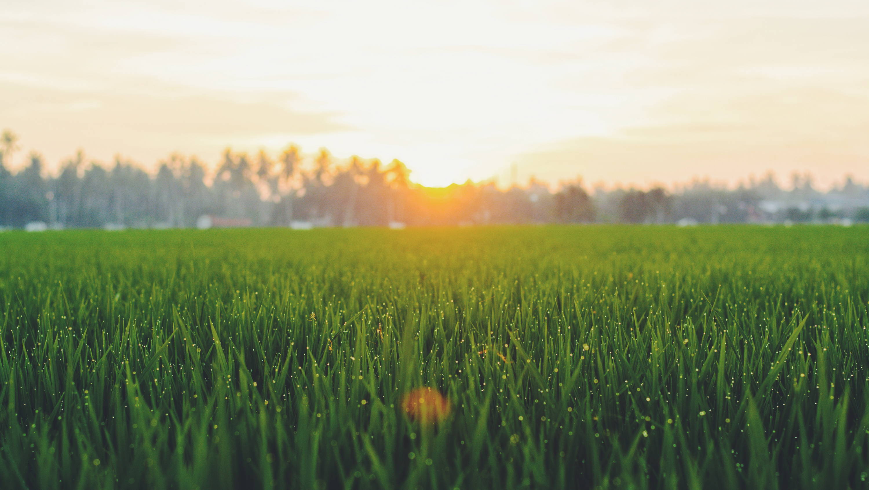 How to Identify the Warm-Season Grasses