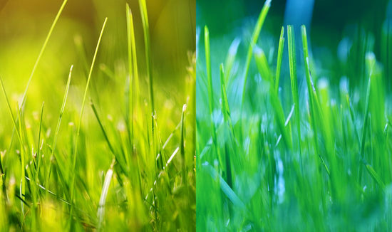 The Science Behind Warm-Season and Cool-Season Grasses