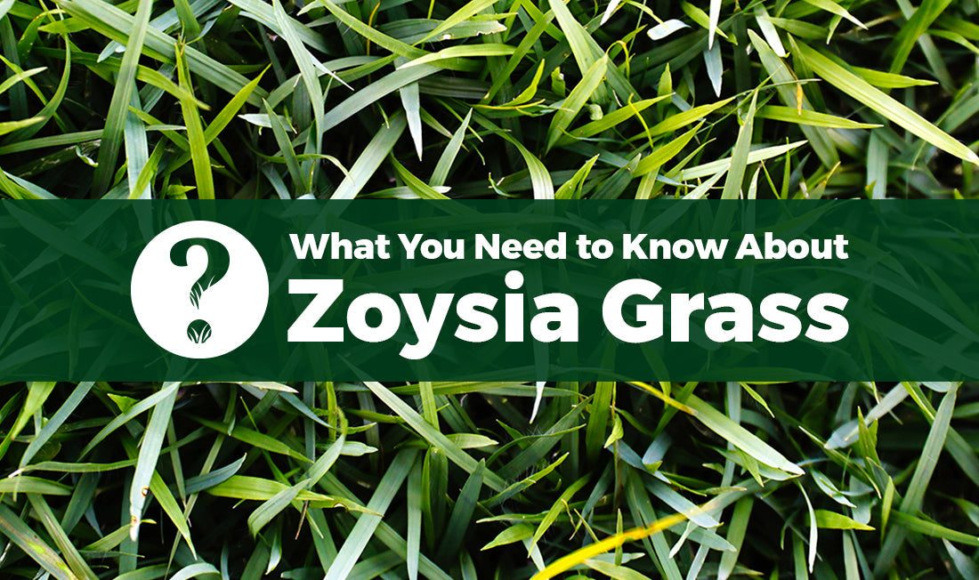 Close-up photo of green Zoysiagrass with text that reads, "what you need to know about Zoysiagrass"