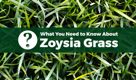 Close-up photo of green Zoysiagrass with text that reads, "what you need to know about Zoysiagrass"