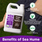 Sea Hume: Organic 8% Seaweed & Humic Acid Formula (1 Gallon)