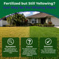 Promotional graphic for Lawn Energizer, featuring a green lawn in front of a suburban house with text reading &