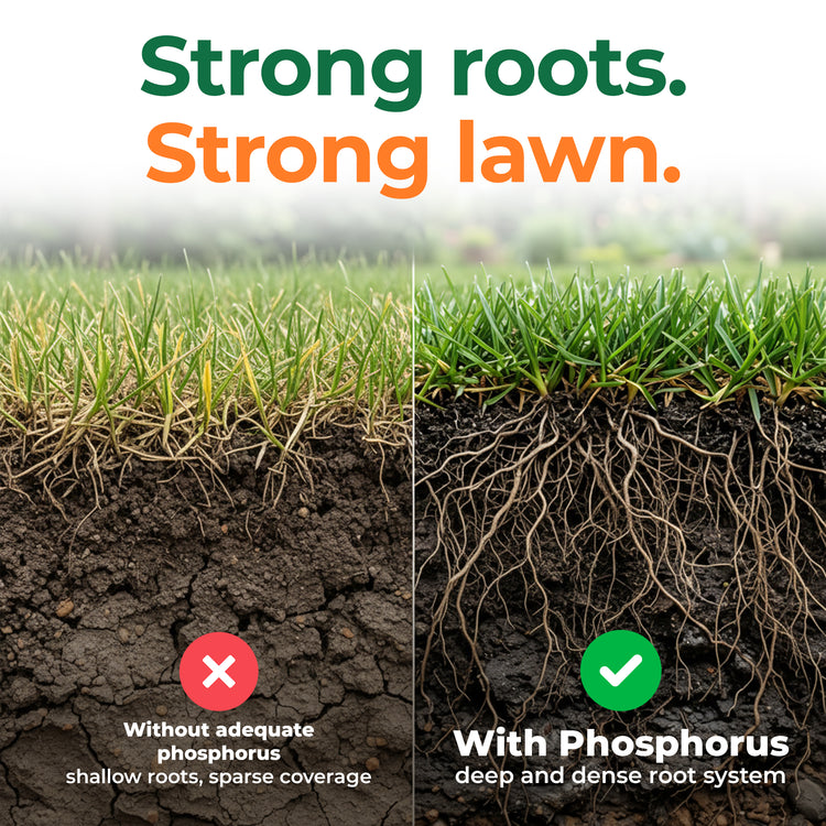 A split comparison graphic for lawn health showing grass cross-sections with soil. The left side has dry, sparse roots and cracked soil with text reading &