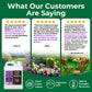 Promotional graphic for Simple Grow Solutions lawn care products, featuring three customer review quote cards with star ratings and photos of green lawns, flowers, and outdoor seating. A white bottle labeled Simple Grow Solutions is shown at the bottom left on a dark green background with feature icons for thick green lawns, vigorous soil, and heat and drought recovery.