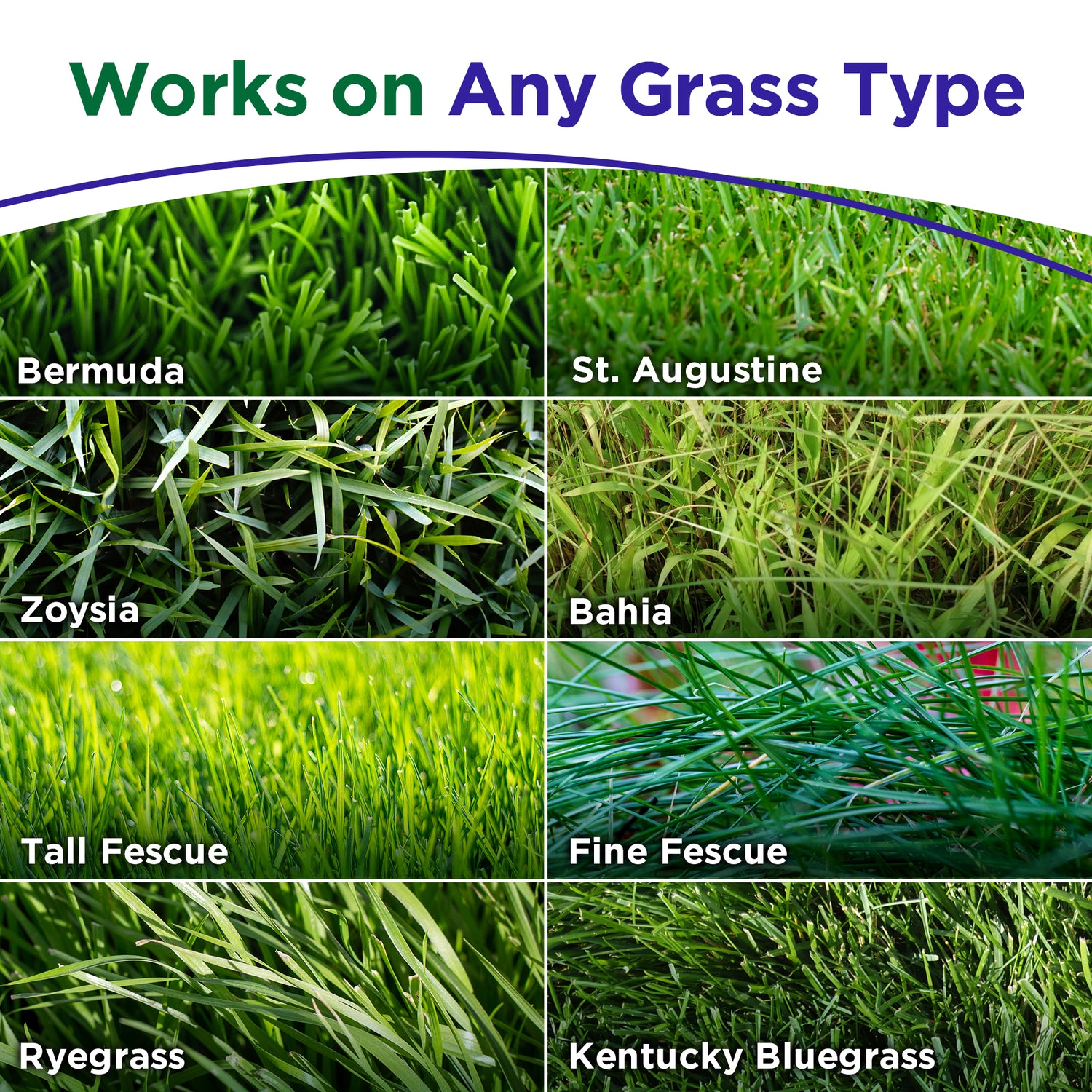 A promotional graphic showing six close-up grass textures labeled Bermuda, St. Augustine, Zoysia, Bahia, Tall Fescue, Fine Fescue, Ryegrass, and Kentucky Bluegrass under the headline &