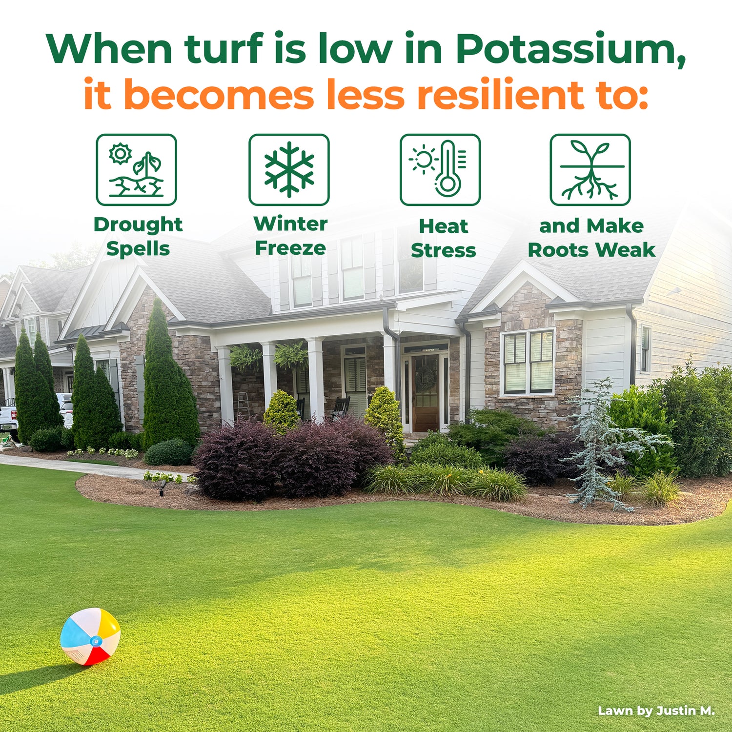 Lawn with text about potassium deficiency effects on turf, featuring a house and garden in the background. "When turf is low in potassium, it becomes less resilient to drought, winter, heat and weakened root system." 