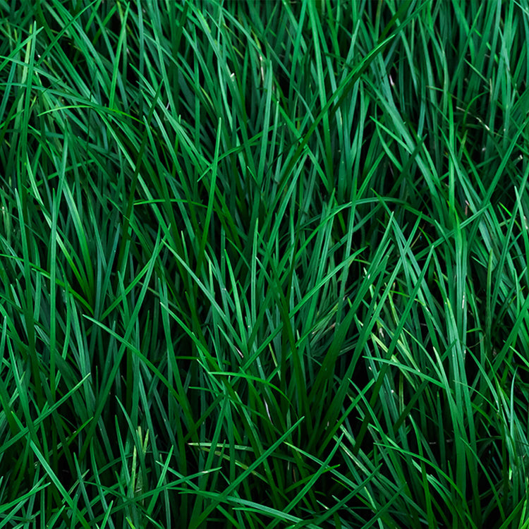 Greener Lawn