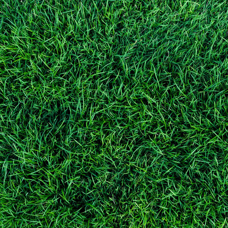 Turf Hardiness